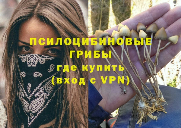 шишки Няндома